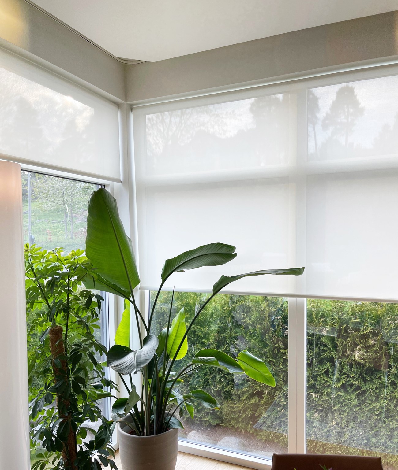 Store vinduer med hvite lysfiltrerende rullegardiner og store grønne planter. Foto.
